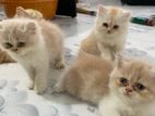 Exo Bld Line Cute Baby