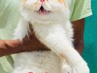 Exotic Adult Experience Male Cat