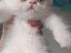 Exotic Blood Line Male And Femake Kitten