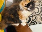 Exotic Blood Line Punch Face Traditional Persian Kitten