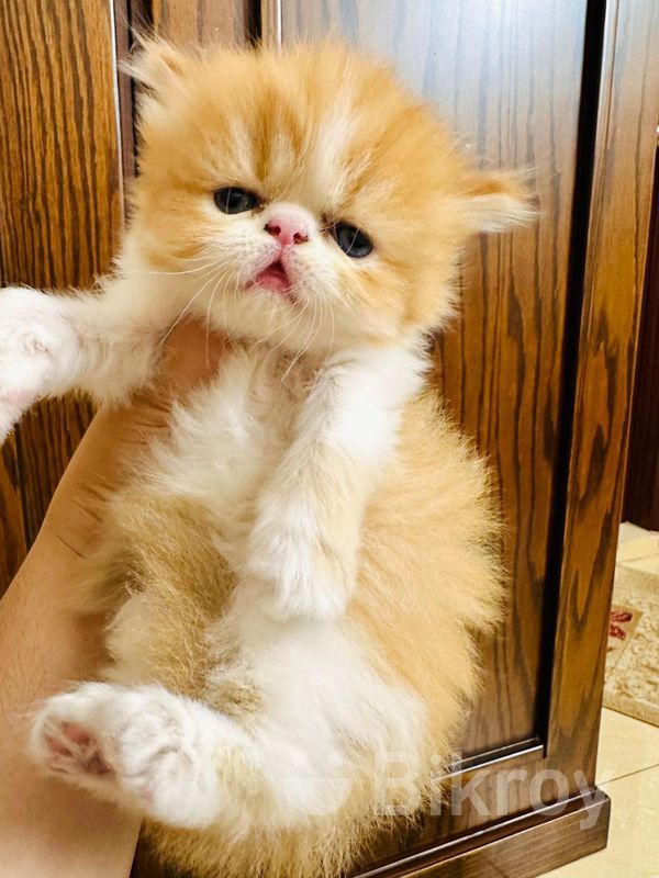 Exotic Blood Persian Kitten for Sale in Khulshi Bikroy