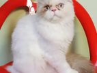 Cat for sell