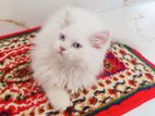 Exotic Bloodline high quality Blue eyes male kitten
