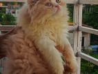 Exotic Bloodline High Quality Persian Male / Female