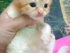 Exotic Bloodline Kitten