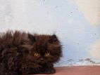 Exotic Bloodline Long Hair Persian cat Baby