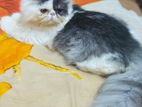 Exotic Bloodline Male Cat.