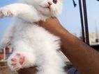 Exotic Bloodline Persian Cat