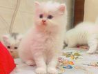 Exotic bloodline Persian cat