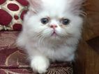 Exotic bloodline persian cat