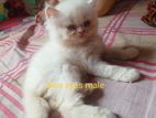 Exotic Bloodline Persian