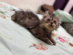Exotic Bloodline Persian