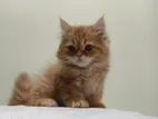 Exotic Bloodline Persian