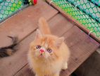 exotic bloodline tedisonal persian cat