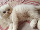 Exotic Bloodline Triple Coat Persian