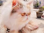 Exotic Calico Female সেল্ করা হবে