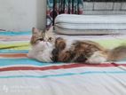 Exotic Calico Persian Female