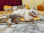 Exotic extreme punch female cat