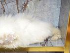 Exotic kitten cat persian