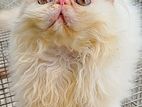 Exotic Kitten Male