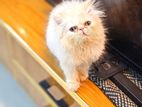 Exotic long hair kitten female