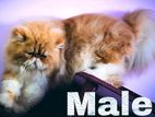 Exotic Persian Breeding Male