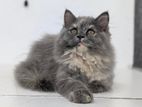 Exotic Persian Cat