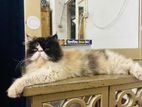 Exotic persian Female