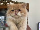 Exotic Persian