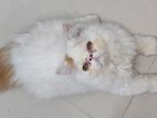 exotic persian kitten's cat 2