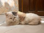 Exotic Persian Male, Age: 4 Month. Female 2 Month