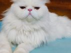 Exotic Persian male cat for matting
