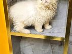 Exotic persian Male kitten