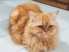 Exotic Punch Face Adult Persian female cat