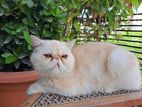 Exotic shorthair female (Indian Imported)