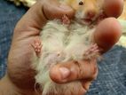 Exotic Syrian Hamster
