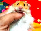 Exotic Syrian Hamster Long Hair