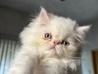 Exotics Persian Kitten