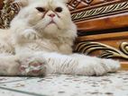 Extreme punch face persian adult male sell.