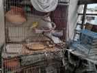 এ্যাডাল্ট বাজিগর পাখি। লুটিন রেড আই।