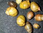এ্যাকুরিয়ামে রাখার শামুক((freshwater Snails)আগ্রহীরা নক করুন