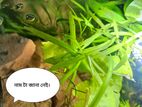 এ্যাকুরিয়ামের জীবিত গাছ সেল হবে