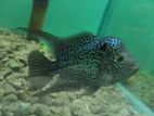 F2 Kamfa Flower Horn Fish