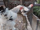 fancy chicken for sell