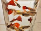 Fancy Guppy Fish