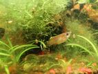Fancy Guppy High Quality