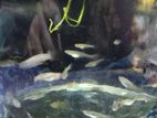 Fancy Mix Guppy Fry