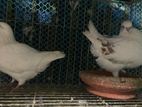 Fancy Pigeons