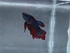 Fancy Placket Betta Fish