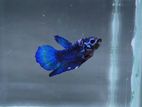 Fancy Placket Betta Male